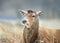 Close-up of a Red deer having recently shed his antlers