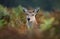 Close-up of red deer hind in fern