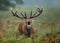 Close-up of a Red deer roaring