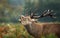 Close up of a red deer stag roaring