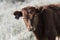 Close up of Red Dexter Cow, considered a rare breed, standing