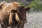 Close up of Red Dexter Cow, considered a rare breed, standing and chewing grass