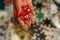 Close up of red dice in woman`s hand with cash and chips on blurred background