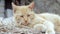 Close-up of a red domestic cat resting peacefully in the hay on a warm summer day. A funny orange striped cat basks in