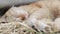 Close-up of a red domestic cat resting peacefully in the hay on a warm summer day. A funny orange striped cat basks in