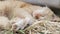 Close-up of a red domestic cat resting peacefully in the hay on a warm summer day. A funny orange striped cat basks in