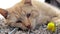 Close-up of a red domestic cat resting peacefully in the hay on a warm summer day. A funny orange striped cat basks in