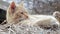 Close-up of a red domestic cat resting peacefully in the hay on a warm summer day. A funny orange striped cat basks in