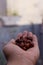 Close Up of Red dried jujube in hand also known as Chinese date, ber, Chinee apple, jujube, Indian plum, Regi pandu, Indian jujube