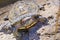 Close up of Red-eared Slider Trachemys scripta elegans turtle sunbathing, California