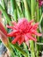 Close up of red etlingera elatior