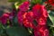 Close up of Red euphorbia cactus flower on green background