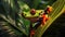 close up of a Red-Eyed Tree Frog on a leaf in beautiful detail