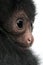 Close-up of Red-faced Spider Monkey, Ateles paniscus, 3 months old