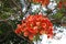 Close up Red Flamboyant flower, Flamboyant