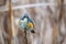 Close up of a red-flanked bluetail with a brown background