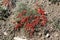 A close up of red fleshy mature cones berries of Ephedra monosperma, growing on the rocky slopes