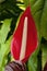 Close-up of red flower of an anthurium chamberlainii native to Venezuela