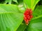 Close up of red flower with banana leaves as a background.