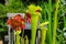 Close up of red flower of a carnivorous yellow pitcherplant, Sarracenia flava purpurea or Gelbe Schlauchpflanze