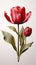 A close up of a red flower with green leaves, clipart on white background, realistic tulip on neutral background.
