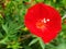 Close up of red flower Ipomoea hederifolia