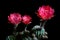 Close up red flower of lobivia cactus against dark background