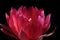 Close up red flower of lobivia cactus against dark background