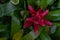 Close-up of red flower of nidularium innocentii full bloom grown in a botanic garden