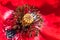 Close-up of a red flower Papaver rhoeas with a detail of pistil