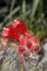 Close up of red flower of woolly oreocereus cactus