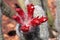 Close up of red flower of woolly oreocereus cactus