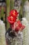 Close up of red flower of woolly oreocereus cactus in a desert garden