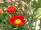 Close-up of red flowering chrysanthemum plants