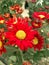 Close-up of red flowering chrysanthemum plants