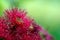 Close up of a red flowering gum tree blossom, Corymbia ficifolia Wildfire