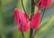 Close up of the red flowers of Brazilian Candles, with scientific name Pavonia Multiflora