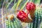 Close up of red flowers of a hedgehog Echinopsis cactus blooming in a garden in California