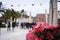 Close-up of red flowers in Split, port city of Dalmatian coast, on the Adriatic Sea, Croatia