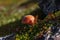 Close-up of a red fly agaric in the forest, dark green background