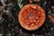 Close up of a red fly agaric mushroom on a forest floor