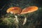 Close up of red Fly Amanita Amanita Muscaria in the forest in fall. Autumn colorful scene background in sunlight