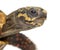 Close-up of a Red-footed tortoises, Chelonoidis ca