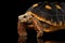 Close-up of Red-footed tortoises, Chelonoidis carbonaria, Isolated black background