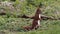 Close up of a red forest squirrel looking around for food finding a nut to gnaw on.