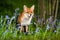 Close-up of a red fox amongst bluebells in spring