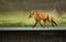 Close-up of a Red fox crossing a small bridge