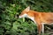 Close up of a Red fox cub smelling blackberries in forest