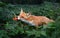 Close up of a Red fox cub smelling sorbus berries in late summer