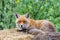 Close-up red fox vulpes on straw